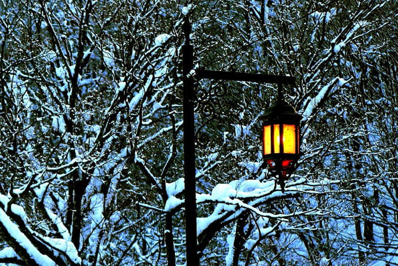 WINTER LIGHT, lamp, twigs, snow, park, lamppost, branches, winter, HD wallpaper