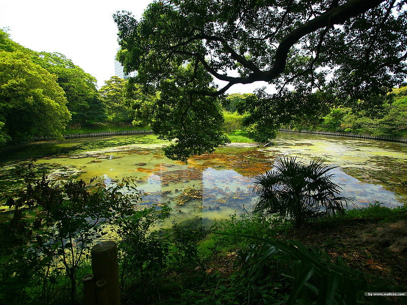 Park Lake- Japanese garden art landscape, HD wallpaper