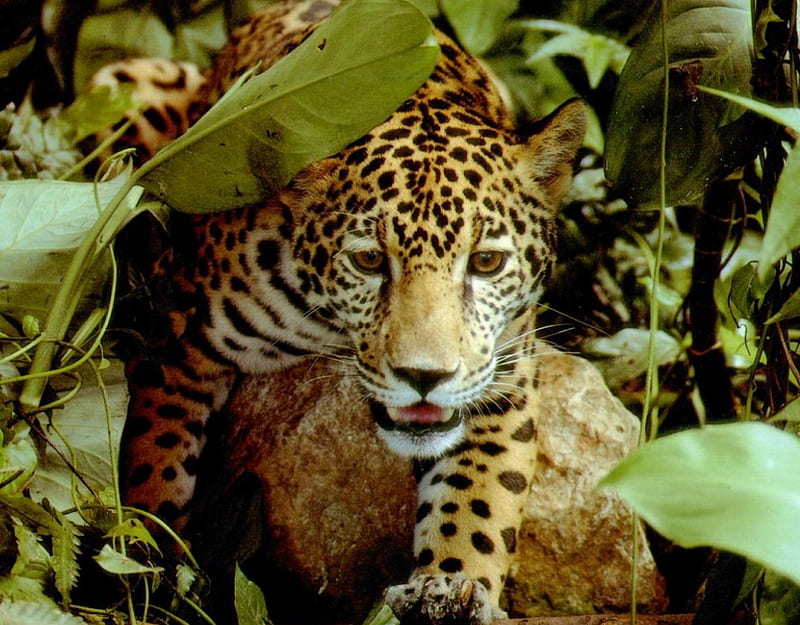 Jaguar, habitats, amazon, bonito, ecosystems, foliage, brazil, jungle, wild cats, rainforest, jaguars, cats, animals, HD wallpaper