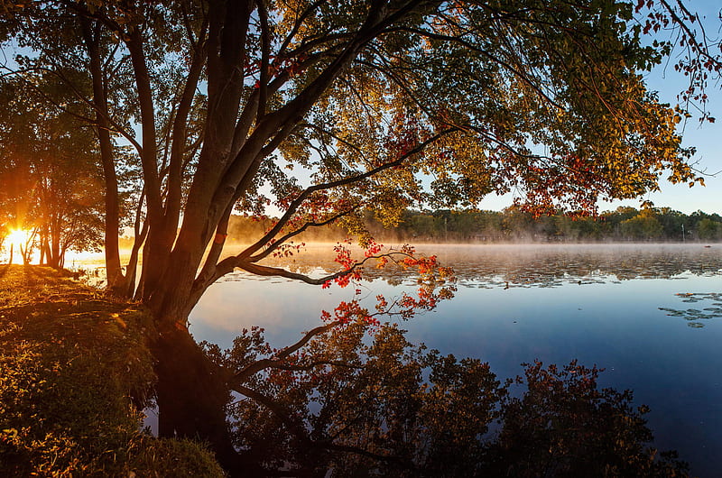 Lake Tree Reflection, lake, tree, reflection, nature, autumn, HD wallpaper