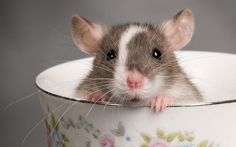 Rat in Teacup, cute, rat, rodent, teacup, animal, HD wallpaper