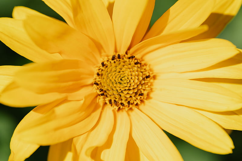 Yellow Flower in Macro Lens, HD wallpaper