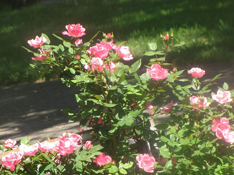 Climbing Pink Rosebush, bonito, climbing, blooms, buds, pink, HD wallpaper