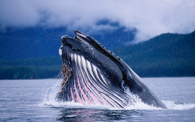 Humpback whales in Alaska, HD wallpaper