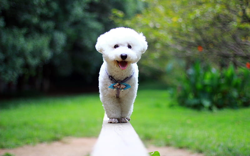Bichon Frise, close-up, bokeh, pets, dogs, park, white dog, cute animals, Bichon Frise Dog, HD wallpaper