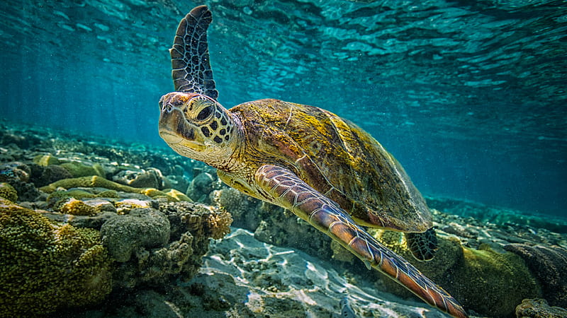 Green Turtle In Blue Sea Animals, HD wallpaper | Peakpx