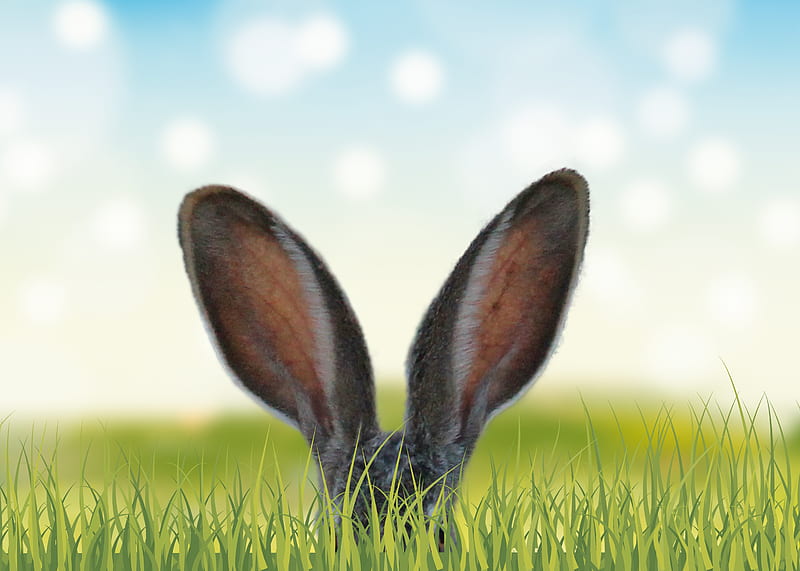 Rabbit Ears In The Grass , rabbit, animals, grass, HD wallpaper