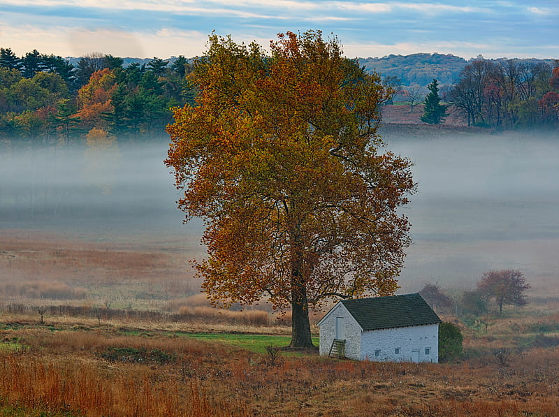 Autumn Mist, Yellow Tree, House, Landscape Ultra, Seasons, Autumn, Sunrise, Nature, Landscape, Scenery, Valley, Mist, Fall, fall colors, Colonial, que, pennyslvania, Revolutionary War, Valley Forge Park, HD wallpaper