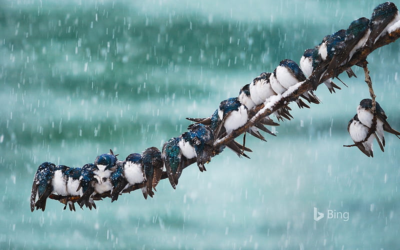 Yukon Spring of the swallows-2017 Bing, HD wallpaper