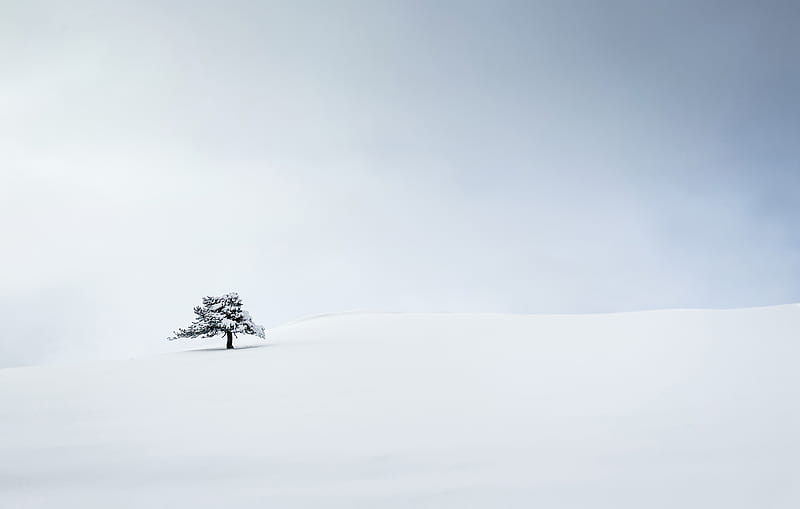 green tree on snow covered ground, HD wallpaper