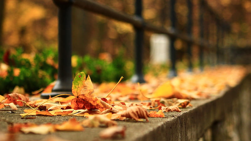 Dry Leaves Fall Down On Blur Background Leaf In Street Nature, HD wallpaper  | Peakpx