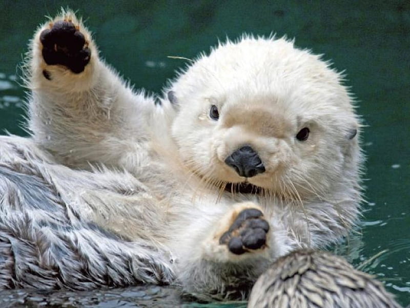 Sea-Otter, cute, animal, HD wallpaper