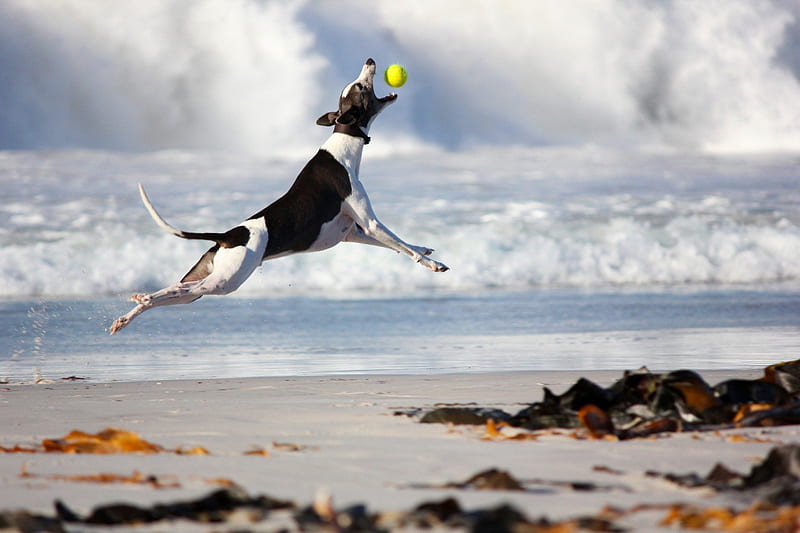 ≡ Jumping for the ball ≡, ANIMALS, BEACH, catching, JUMPING, pet, DOG, BALL, love, athletic, siempre, HD wallpaper