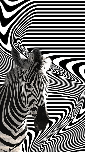 HD red zebra wallpapers | Peakpx