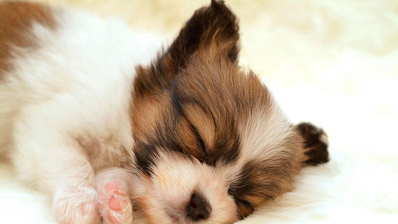 Cute White And Brown Puppy Is Sleeping On White Bed Animals, HD wallpaper