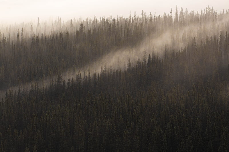 forest, fog, trees, conifer, tops, HD wallpaper