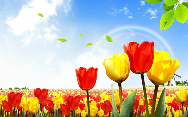 720P free download | Tulips, flowers, rainbow, sky, HD wallpaper | Peakpx