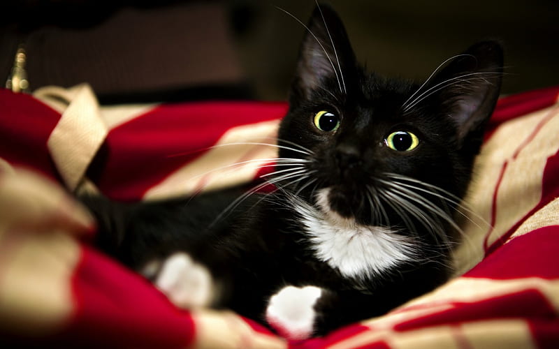 Patriotic Kitty, cute, red, tuxedo, black, American, white, cat, HD wallpaper