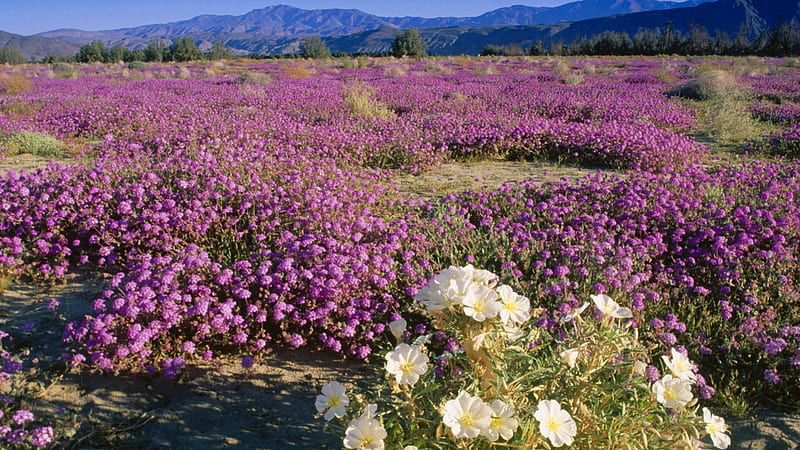 Mojave Desert Flowers, desert, sky, mountain, purple, flowers, nature, mojave, white, field, blue, HD wallpaper