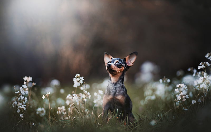 Russian Toy Terrier, small dog, pets, decorative breeds of dogs, Russkiy Toy, HD wallpaper