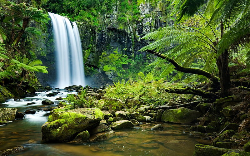 Umeki Idealmente Anguila Cascada de la selva, reinforest, bosque, serenidad, verdor, verano, cascada,  Fondo de pantalla HD | Peakpx