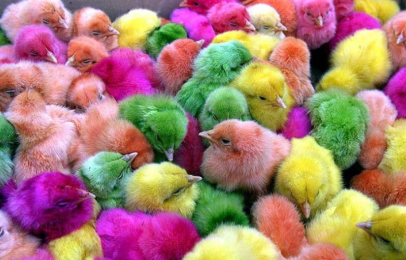 Punk Chicken Pogo Dance, biddy, bird, eastern, little chicken, chicken, young chicken, young bird, HD wallpaper