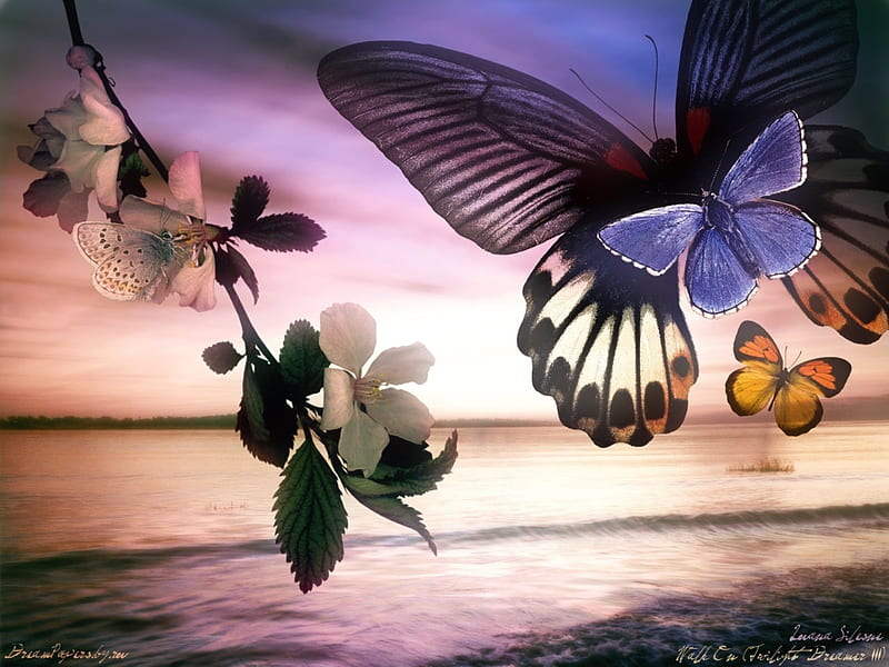 butterfly wallpaper hd desktop