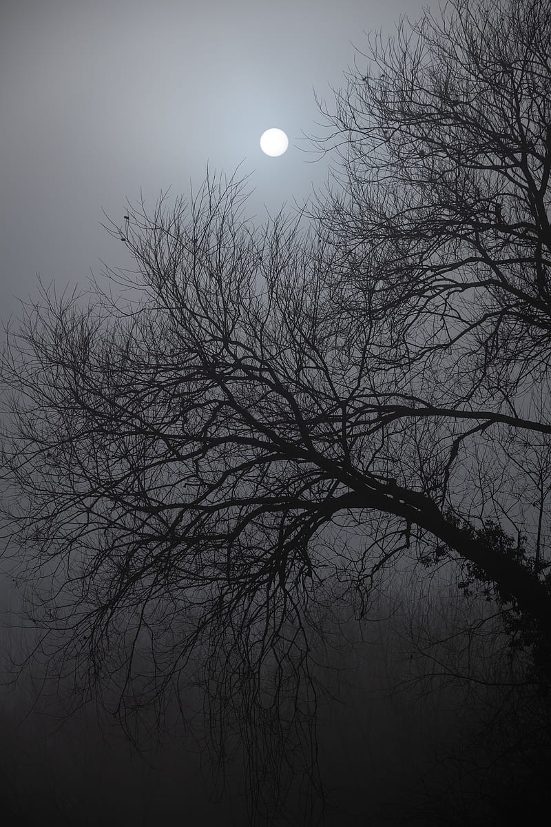 tree, moon, night, moonlight, dark, HD phone wallpaper