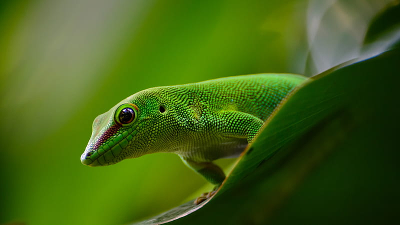 gecko, lizard, reptile, green, HD wallpaper
