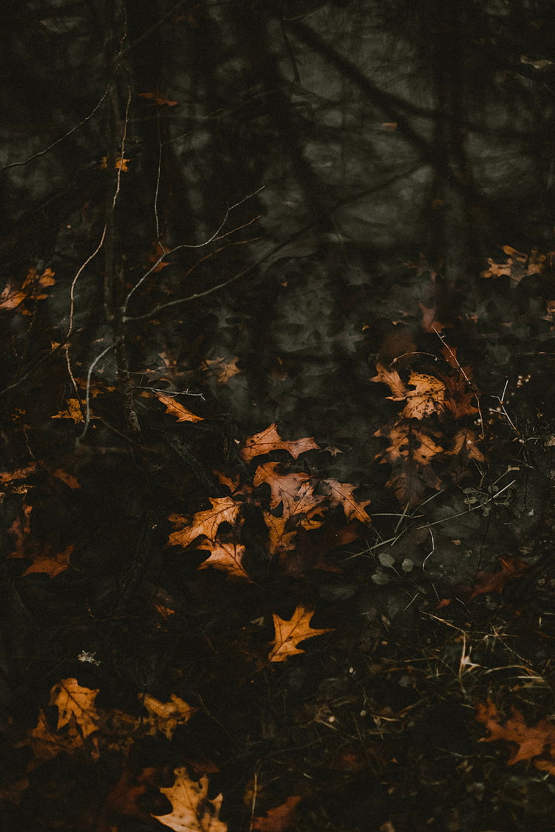 leaves, fallen, autumn, water, HD phone wallpaper