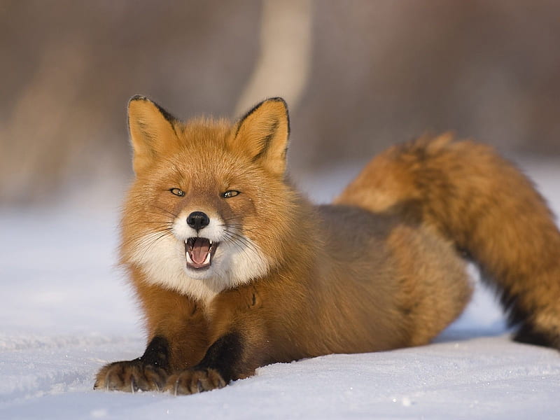 Fox suprise, furry, fox, snow, suprise, tail, HD wallpaper