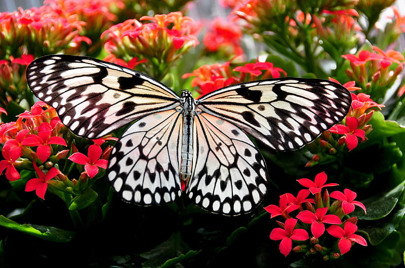 Paper Kite Butterfly Perching on Red Flower in Close-up graphy, HD wallpaper