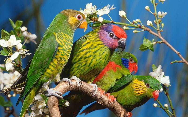 Free download | HD PNG beak couple head parrot striped wallpaper background  best stock photos | TOPpng