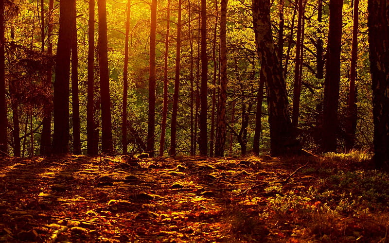 autumn woods, fall, autumn, nature, sun, HD wallpaper