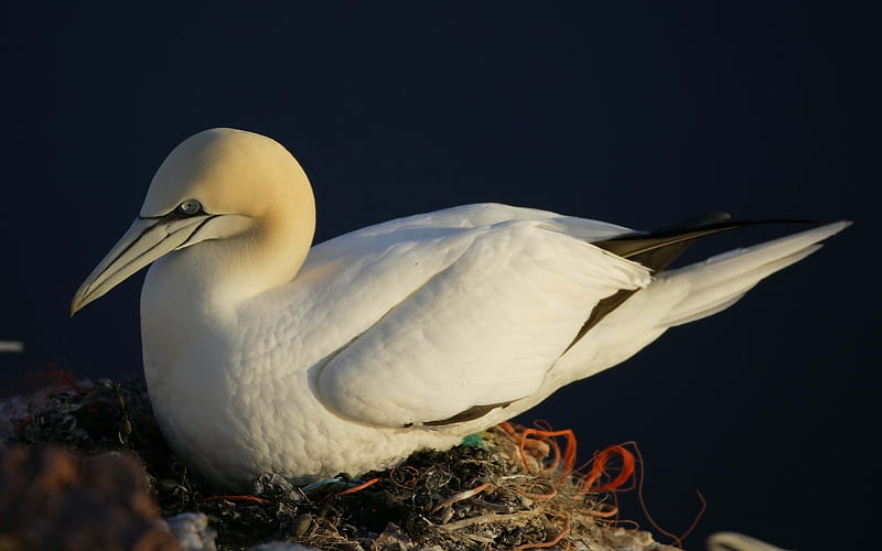 Bird on the Nest-2013 animal world, HD wallpaper