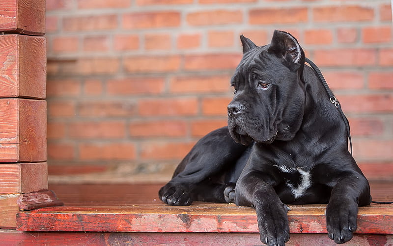 Cane Corso, big black dog pets, Italian breeds of dogs, Italian cane, HD wallpaper