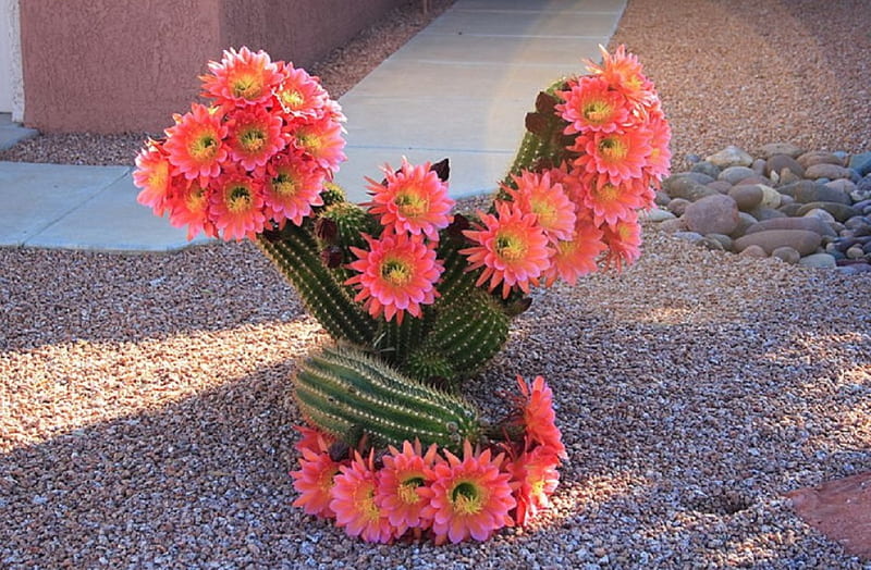 Cactus en flor, flor, bonita, cactus, planta, Fondo de pantalla HD | Peakpx
