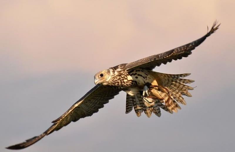•Falcon•, wings, birds, fly, predators, predatory animals predatory birds, nature, falcon, animals, HD wallpaper