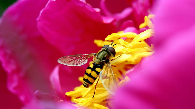 amazing micro insect-all kinds of insects, HD wallpaper