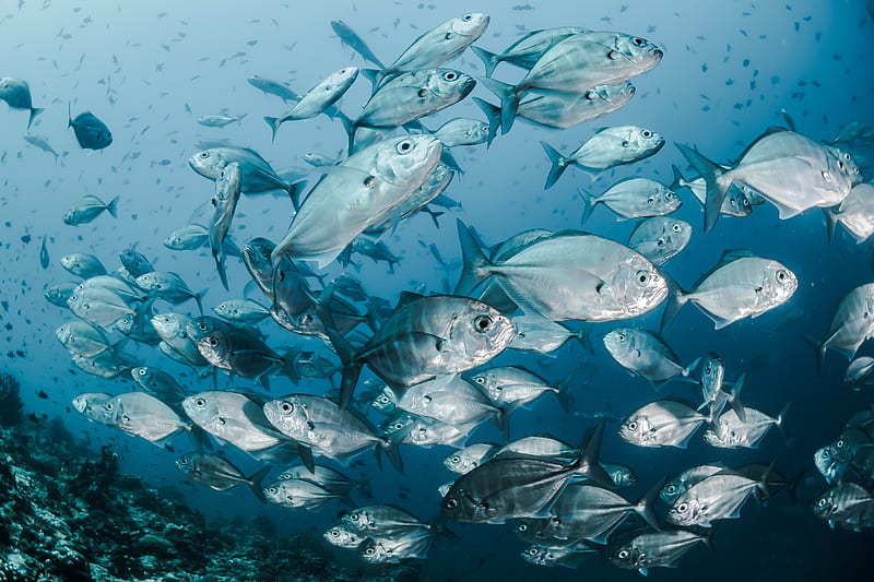 silver fishes underwater, HD wallpaper