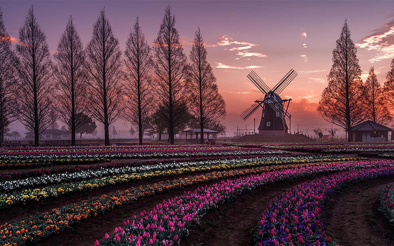tulips, windmill, sunset, field of tulips, Netherlands, Dutch tulips, HD wallpaper