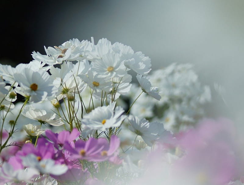 many cosmos !, blurry, bloom, flowers, garden, spring, cosmos, pink, HD wallpaper