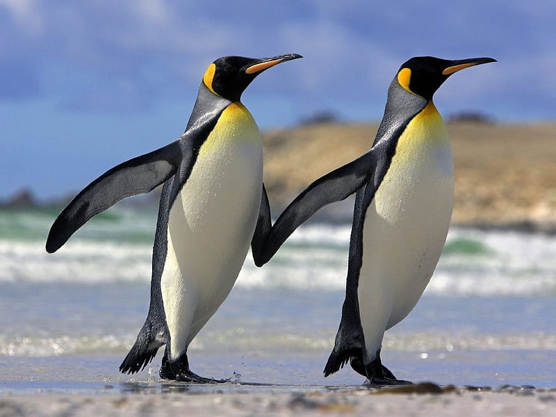 Buddy System King Penguins, Falklands, wings, snow, king penguins, walking, beaks, HD wallpaper