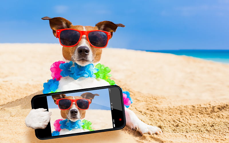 Dog, Jack Russell Terrier, travel, selfie, tourism concepts, hunting dog, HD wallpaper