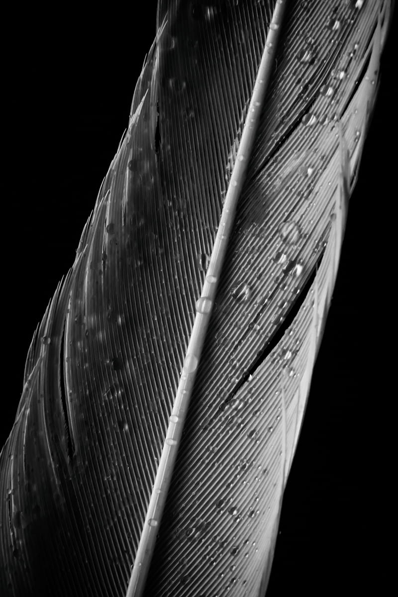 feather, drops, macro, wet, gray, HD phone wallpaper