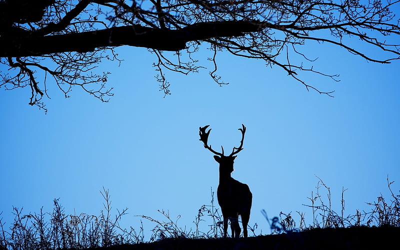 Deer, luminos, black, silhouette, animal, horns, tree, summer, blue, HD wallpaper