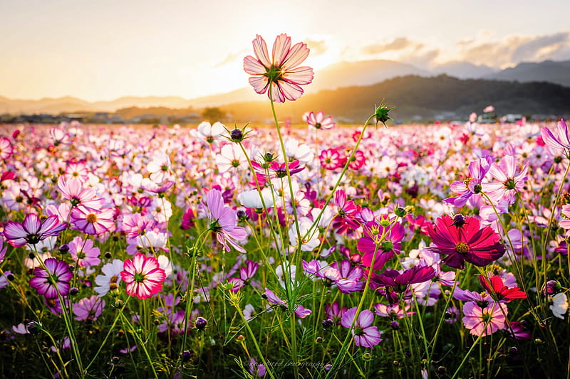 Wildflower field, mountain, wildflowers, spring, cosmos, bonito, carpet,  field, HD wallpaper | Peakpx