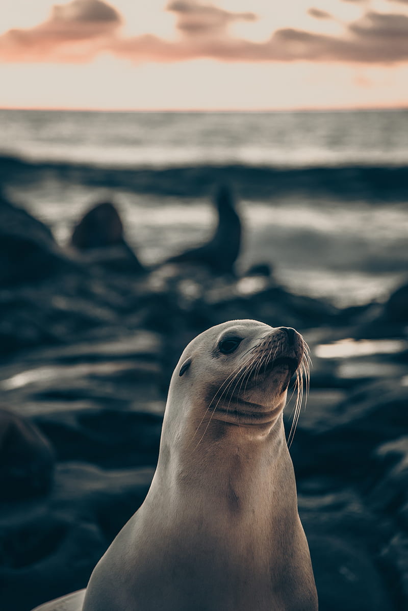 Fur seal, animal, cute, HD phone wallpaper | Peakpx