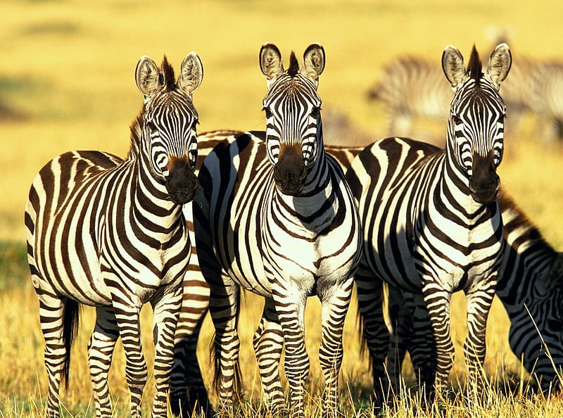 Burchell zebras, Kenia, Masai, looking, savanne, HD wallpaper
