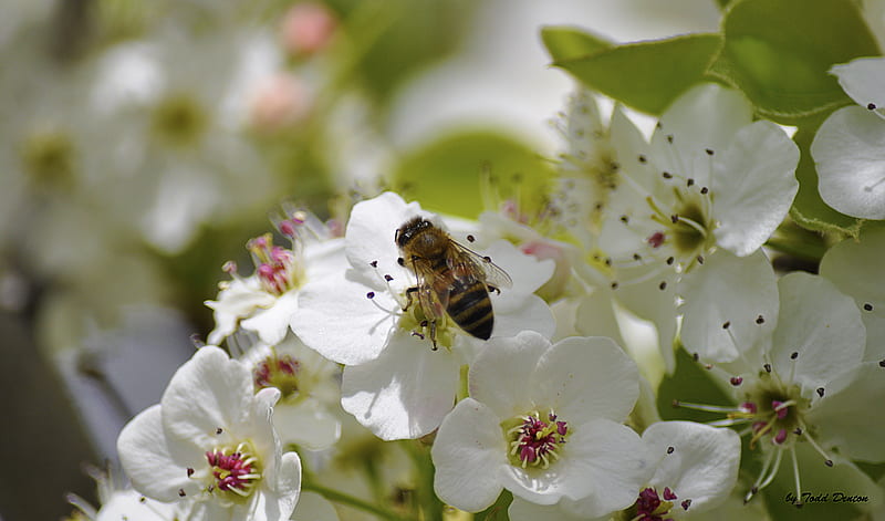 Busy Bee 32, Flowers with Bee, HoneyBee On Flower, Honey Bee, Bee, HD wallpaper